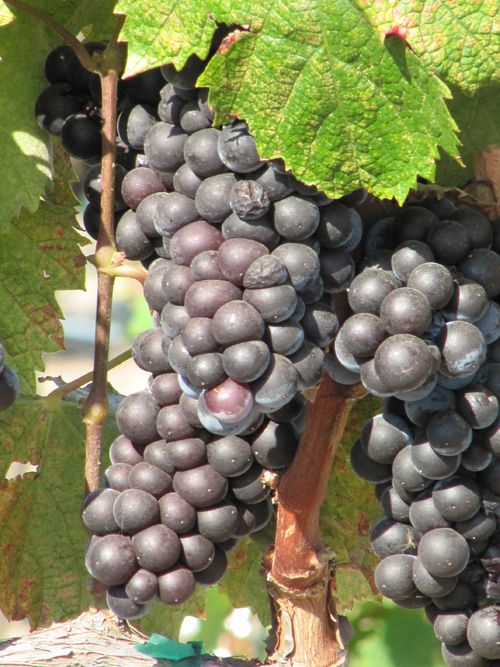 Grapes_sept2011_0003 Grapes_sept2011_0003