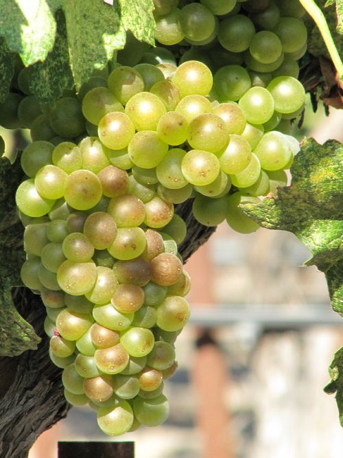 Grapes_sept2011_0007 Grapes_sept2011_0007