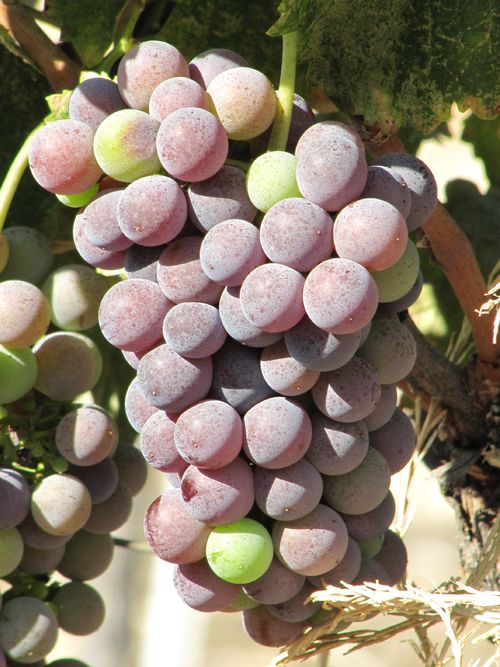 Grapes_sept2011_0006 Grapes_sept2011_0006