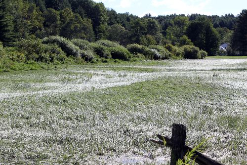 Irene - field Irene - field