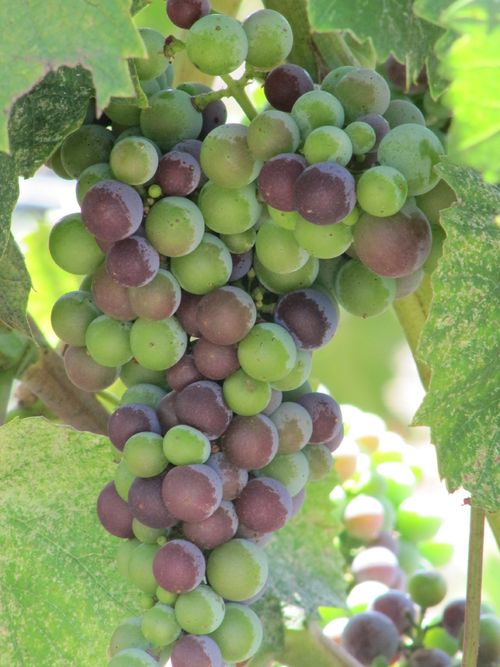 Veraison2011_0002 Veraison2011_0002