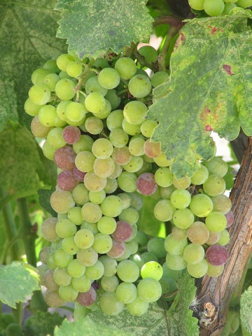Veraison2011_0001 Veraison2011_0001