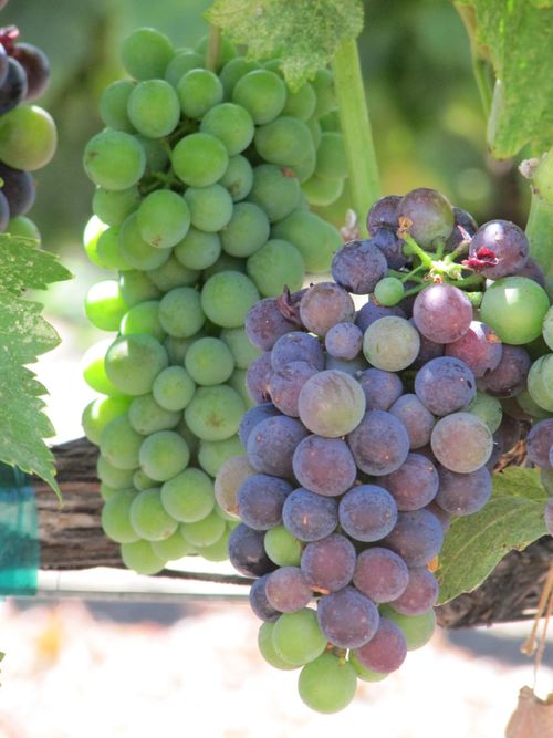 Veraison2011-0001 Veraison2011-0001