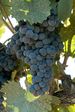 Mourvedre