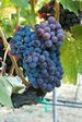 Grenache