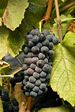 Syrah