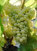 GrenacheBlanc