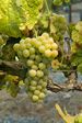 Roussanne
