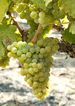 Picpoul