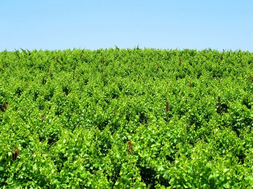 Sea_of_green Sea_of_green
