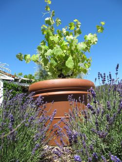Petit_manseng_vine0002 Petit_manseng_vine0002