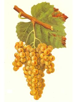 Petit Manseng Lithograph Petit Manseng Lithograph
