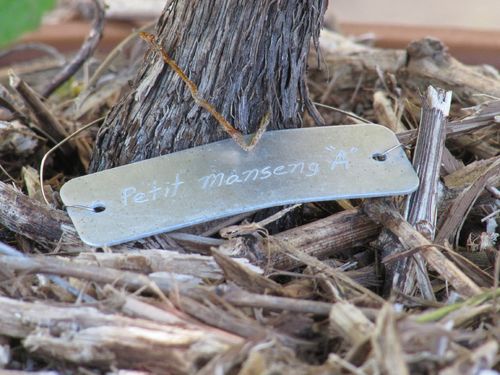 Petit_manseng_vine0001 Petit_manseng_vine0001
