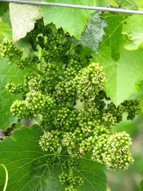 Flowering_grenache_2011 Flowering_grenache_2011
