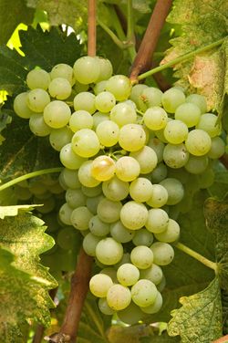 Vermentino Vermentino