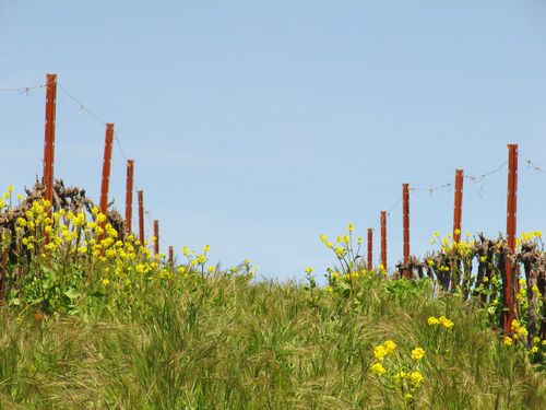 Spring_wildflowers_0003 Spring_wildflowers_0003