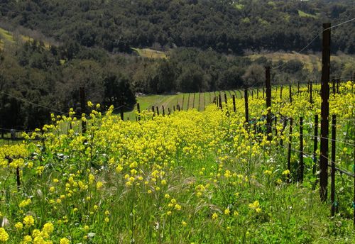 Spring_wildflowers_0008 Spring_wildflowers_0008