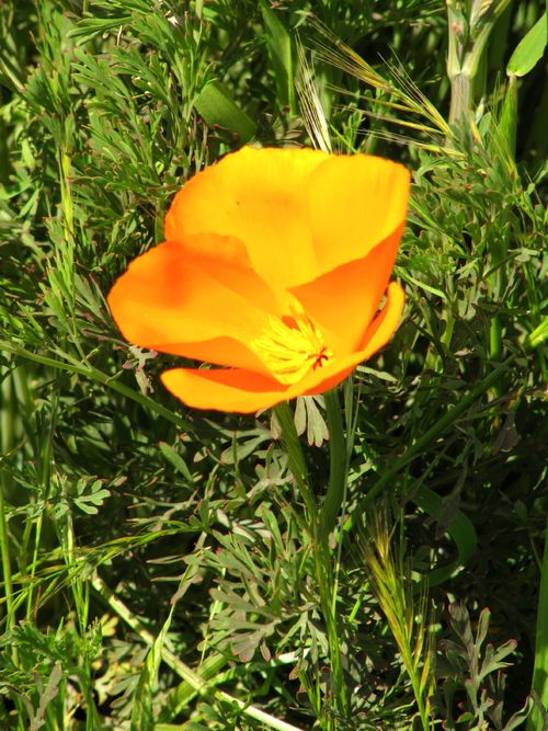 Spring_wildflowers_0004 Spring_wildflowers_0004