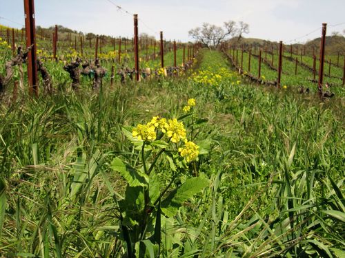 Spring_wildflowers_0007 Spring_wildflowers_0007