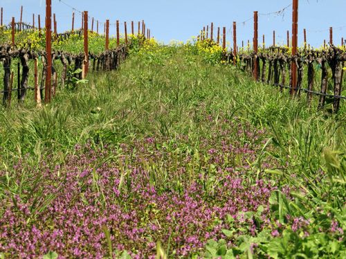 Spring_wildflowers_0002 Spring_wildflowers_0002