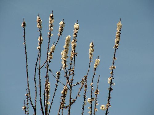 Spring_wildflowers_0005 Spring_wildflowers_0005