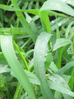 Post-rainstorm_0009 Post-rainstorm_0009