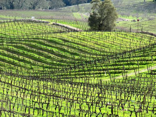 Green_vineyard_2011 Green_vineyard_2011