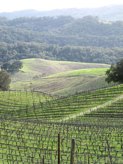 Green_vineyard_2011_longview Green_vineyard_2011_longview