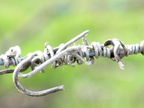 Green_vineyard_2011_tendril Green_vineyard_2011_tendril