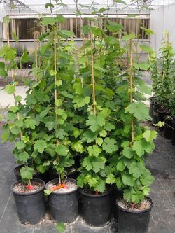 Mother_vines Mother_vines
