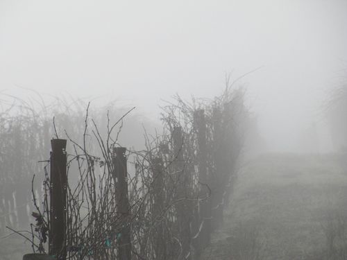 Foggymorning_0003 Foggymorning_0003