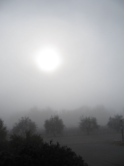 Foggymorning_0002 Foggymorning_0002