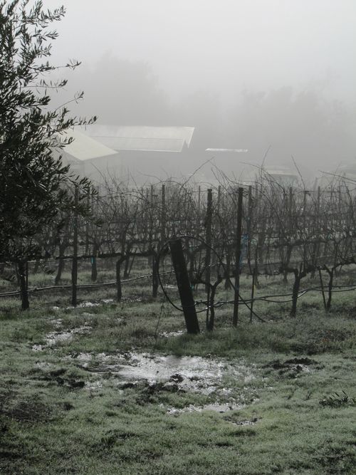 Foggymorning_0009 Foggymorning_0009
