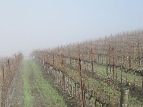 Foggymorning_0007 Foggymorning_0007