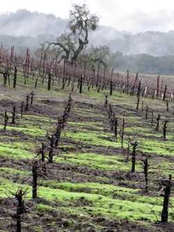 Rainy_tablas_0004 Rainy_tablas_0004