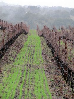 Rainy_tablas_0003 Rainy_tablas_0003