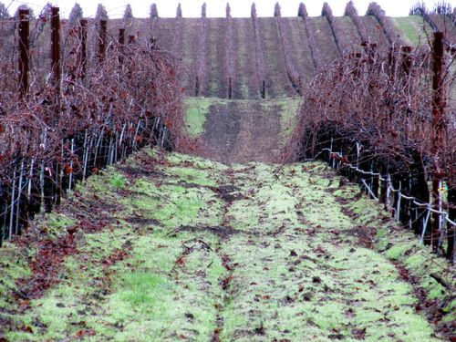 Rainy_tablas_0009 Rainy_tablas_0009