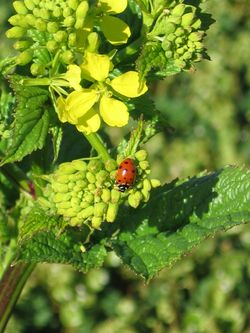 A ladybug sits on the cover crop at Tablas Creek Ladybug