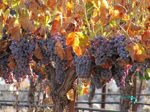 Harvest_Nov5_0005 Harvest_Nov5_0005