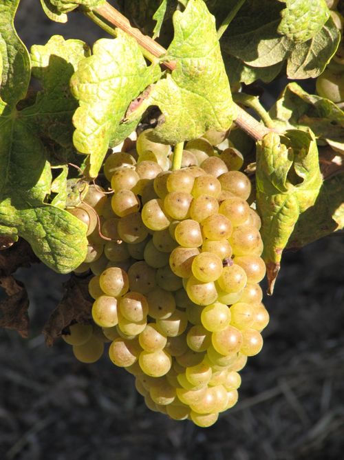 Harvest_oct26_0003 Harvest_oct26_0003