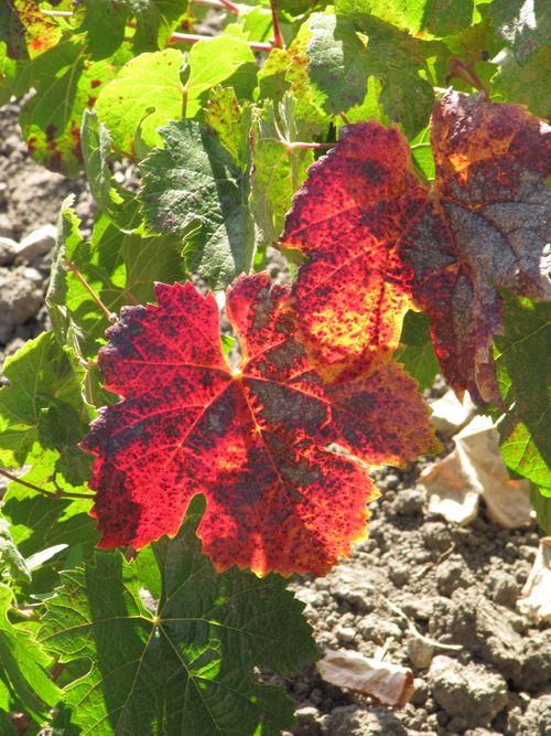 Harvest_oct26_0006 Harvest_oct26_0006