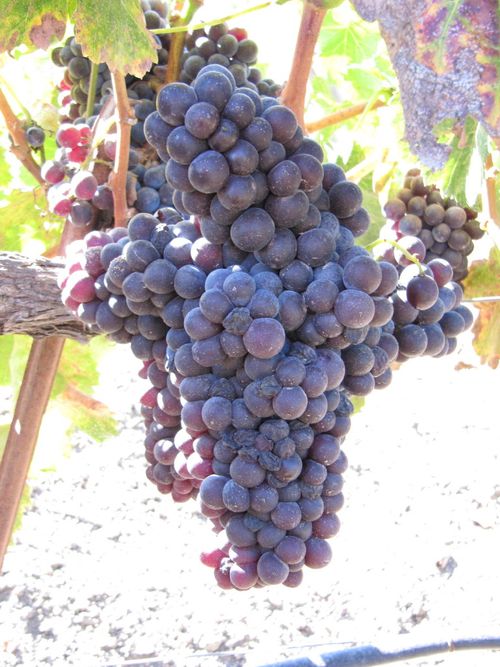 Harvest_oct26_0008 Harvest_oct26_0008