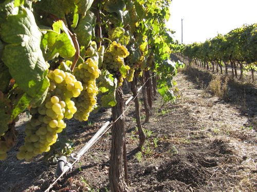 Harvest_oct26_0004 Harvest_oct26_0004