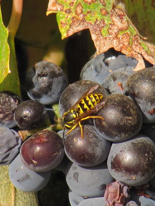 Bee on Mourvedre 2010 Bee on Mourvedre 2010