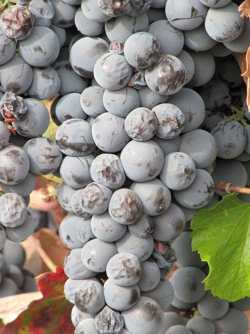 Deflating Mourvedre Deflating Mourvedre