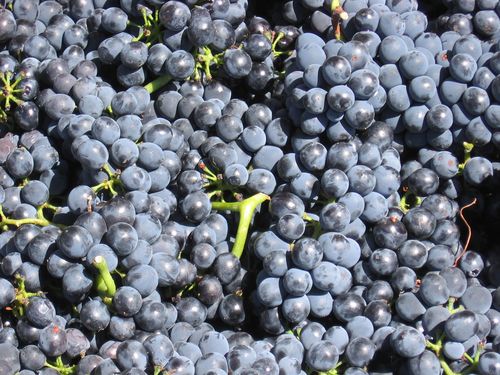 Syrah in bin Syrah in bin