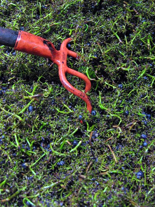 Stems and fork Stems and fork