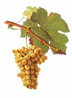 Clairette Clairette