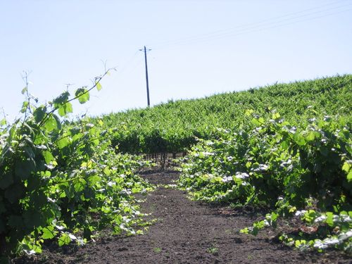 Early_summer_2010_0007