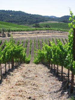 Early_summer_2010_0011
